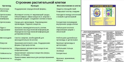 строение растительной клетки таблица