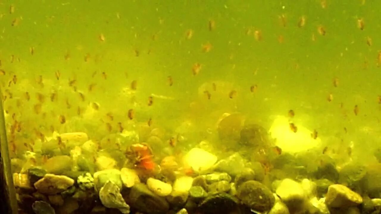 Муть в воде аквариума. Мутная вода в аквариуме. муть в аквариуме. грязный аквариум. мутнеет вода в аквариуме.