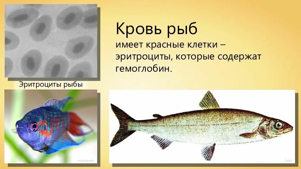 Эритроциты рыб. Особенности крови рыб. Эритроциты крови рыб. Какую окраску имеют рыбы