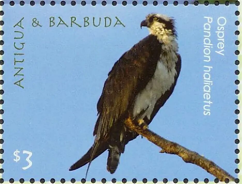 Bird 2009. Bird 2009