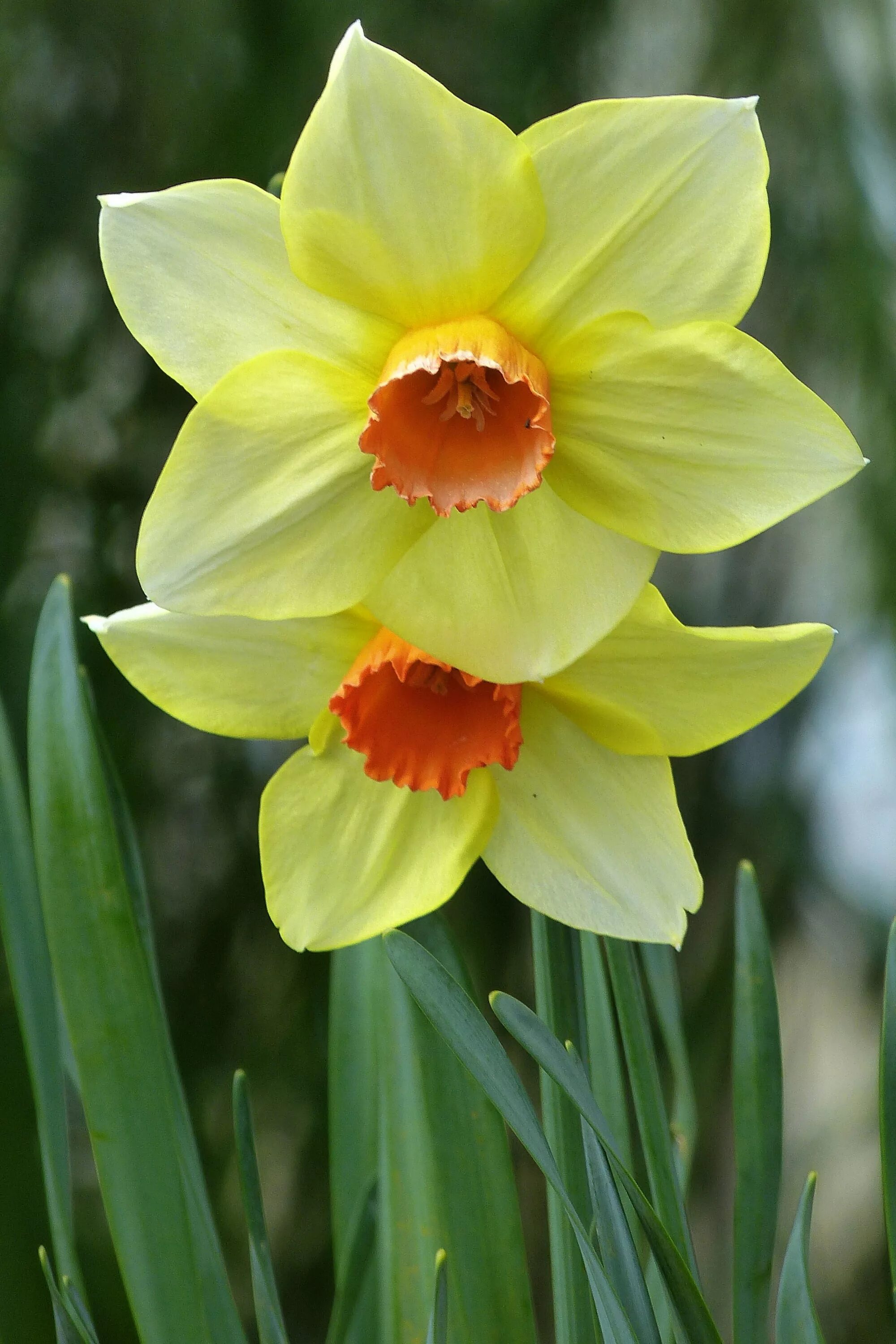 Нарцисс какое растение. Нарцисс цветок. Нарцисс обыкновенный. Цветок Нарцисс Нарцисс. Daffodil Нарцисс.