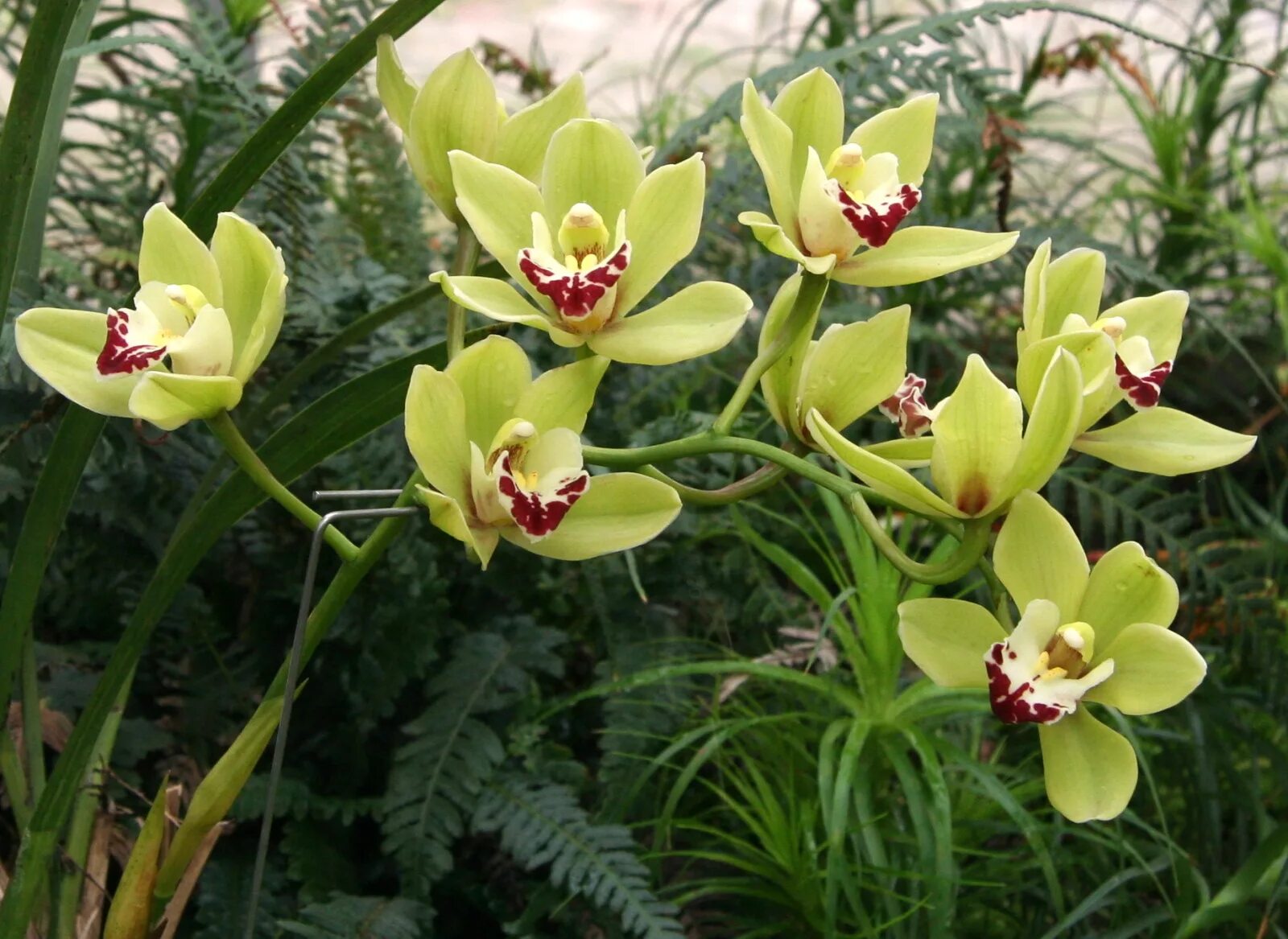 Орхидея цимбидиум как ухаживать. Цимбидиум. Орхидея Cymbidium. Цимбидиум алоэлистный. Цветок Цимбидиум.