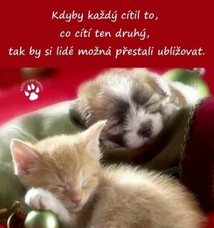 Картинки котиков милых спокойной ночи