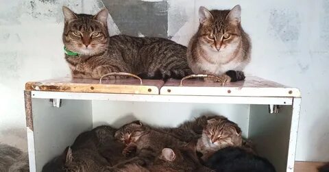Как выманить кота