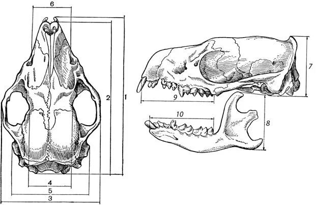 Промеры черепа млекопитающих. Строение черепа ондатры. Строение черепа крысы (вид сверху и сбоку).. Череп крысы сбоку. Сравните череп ящерицы и череп собаки