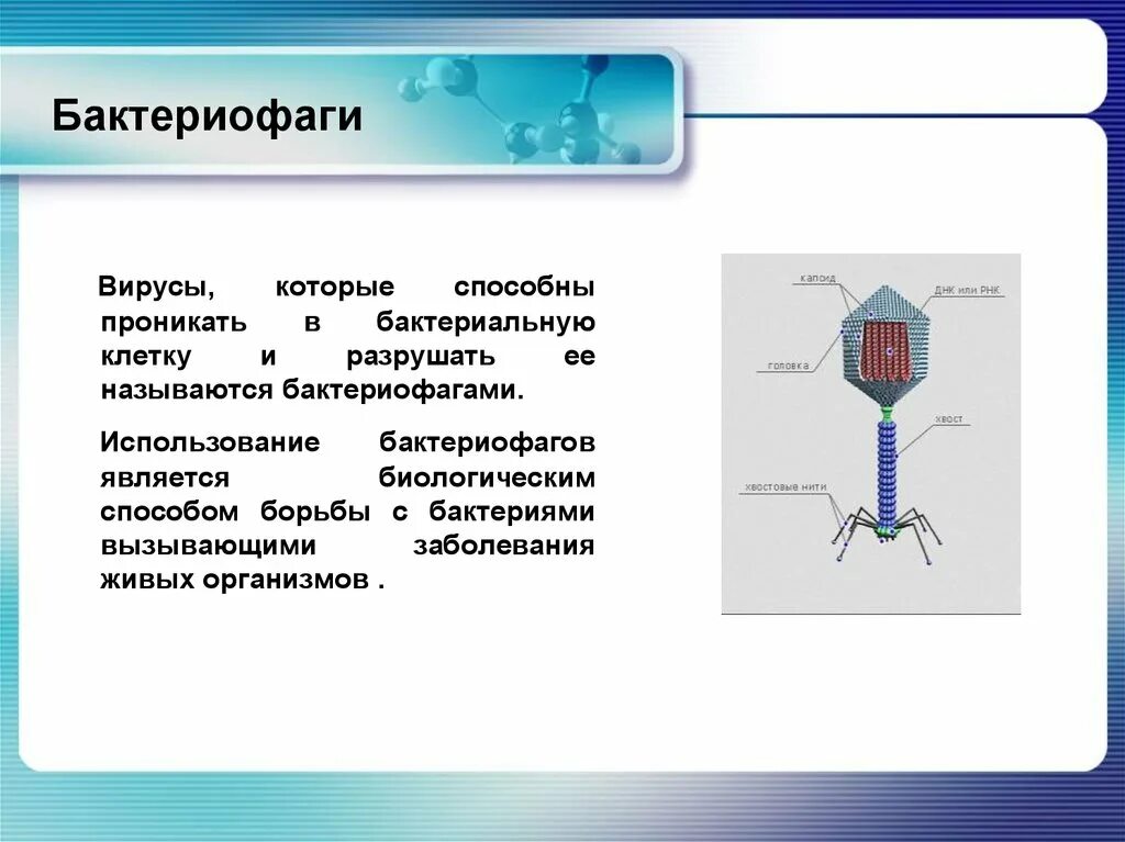 Бактериофагия