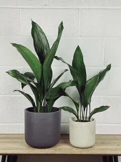 Iron plant