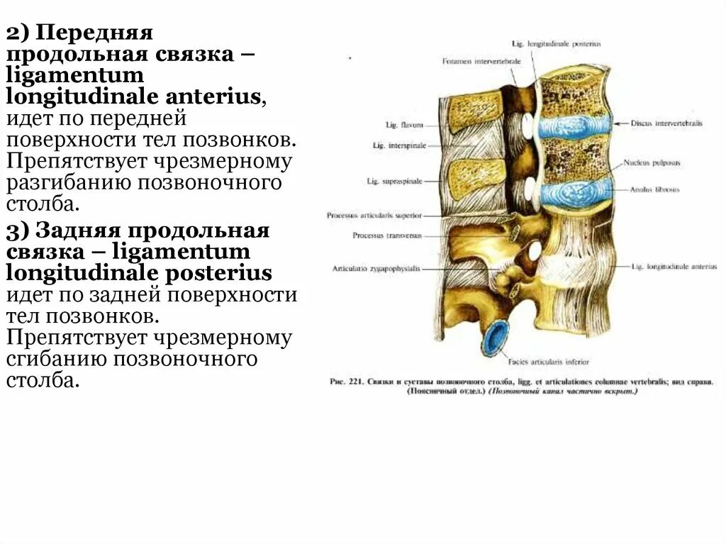 Типы соединения поясничного отдела