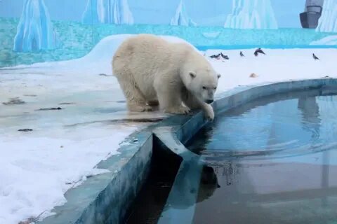 Плавает в зоопарке