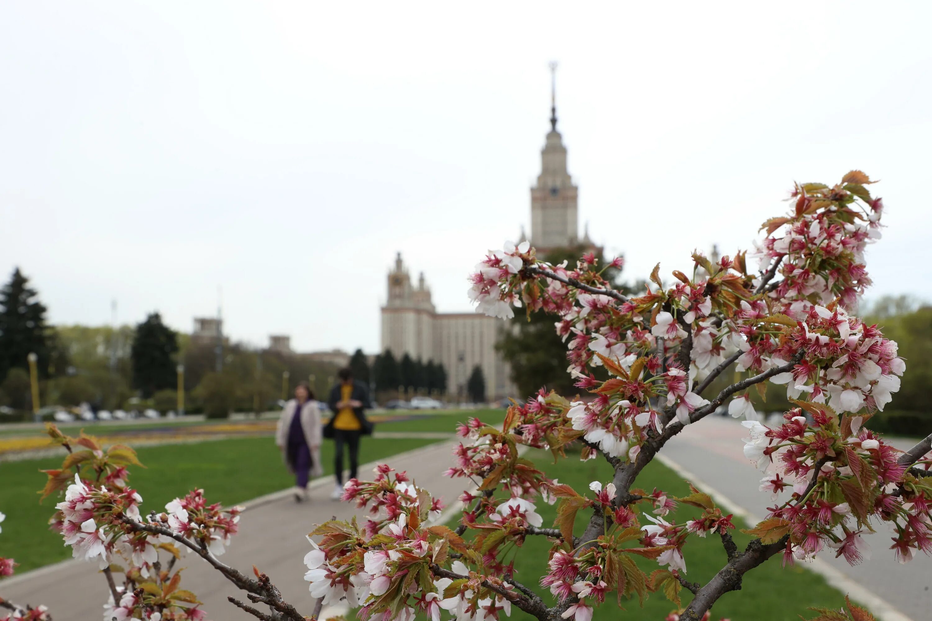 Мгу весной. Аллея Сакуры МГУ. Цветение Сакуры в Москве. Сакура в Москве МГУ. Ботанический сад МГУ Сакура.