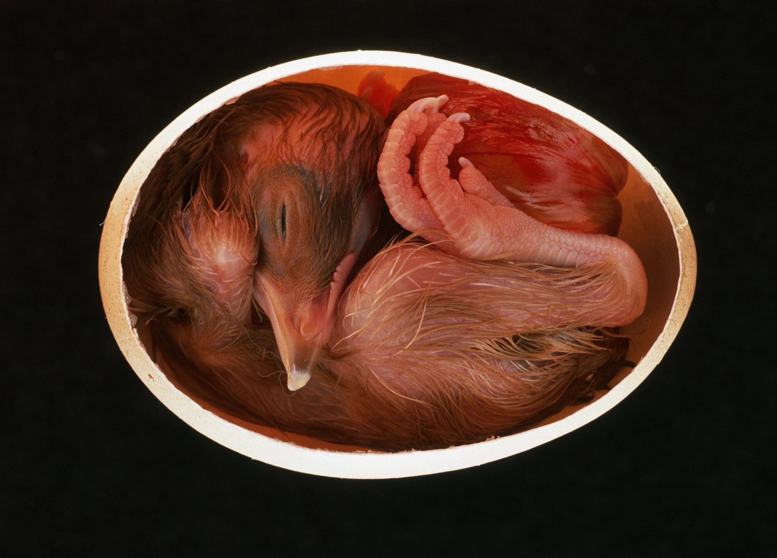 онтогенез курицы. эмбрион цыпленка. эмбрион цыпленка. эмбрион цыпленка на стадии развития. эмбрион цыпленка.