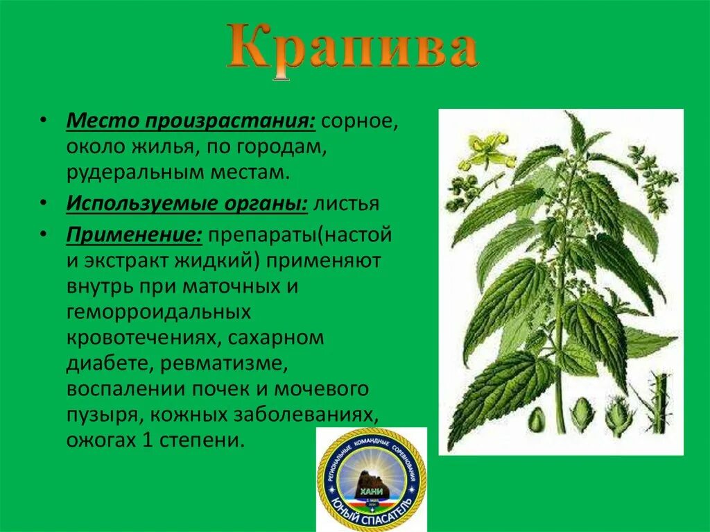 Крапива запятая. Крапива двудомная крапива коноплевая. Крапива двудомная гербарий. Место произрастания крапивы. Крапива двудомная место произрастания.