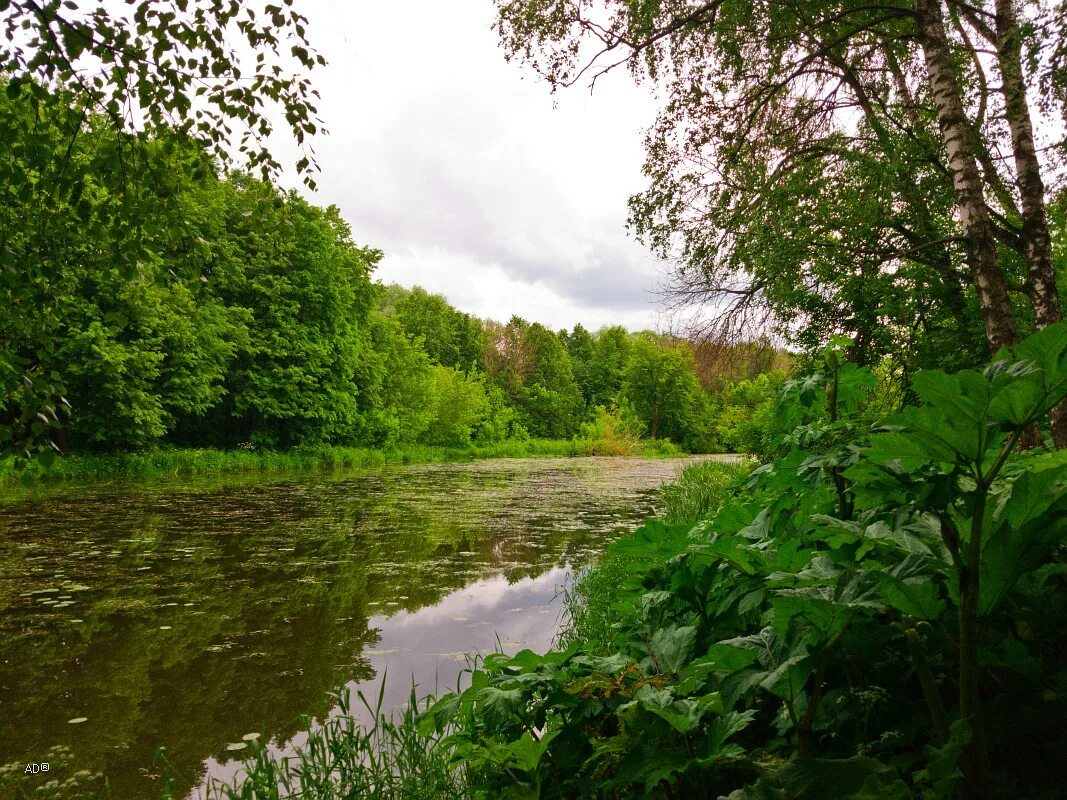 Река сестра московская. Река сестра Клин. Клин сестра речка Клинский район. Река сестра Солнечногорский район. Город Клин Московская область река.