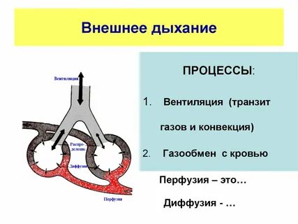 Внешнее дыхание это
