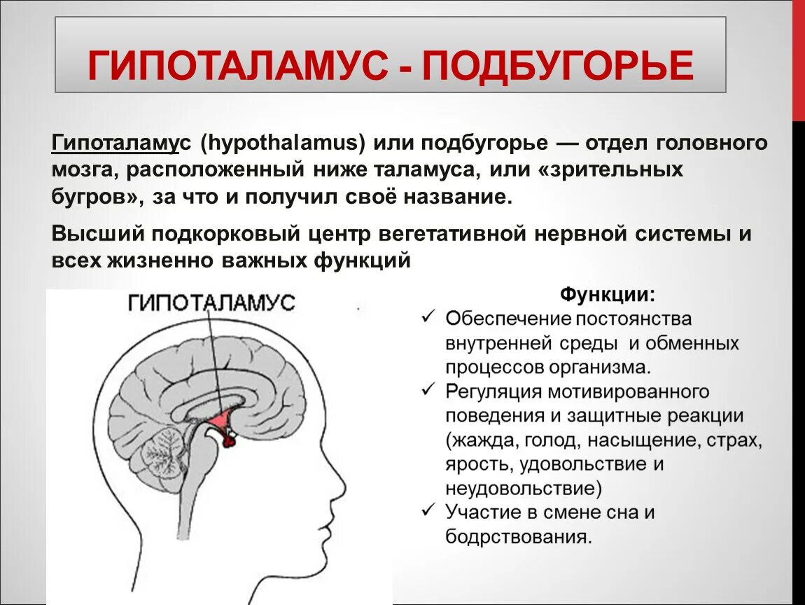 Таламус и гипоталамус какой отдел мозга. Функции гипоталамуса головного мозга. Строение мозга функции гипоталамус. Гипоталамус строение и функции. Функции отдела гипоталамуса.