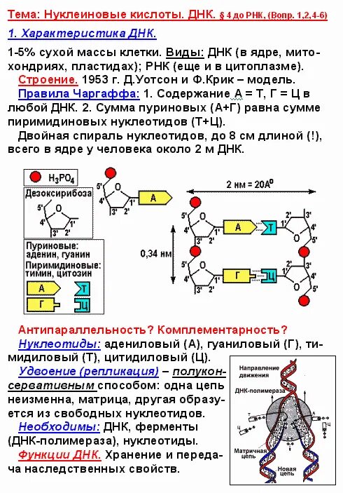 Сколько днк после поцелуя