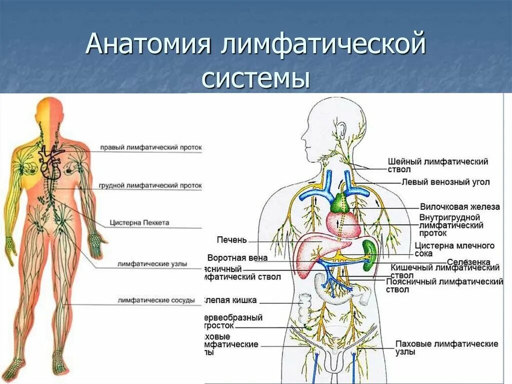 Лимфатическая система человека анатомия лимфатическая система. Схема строения лимфоидной системы человека. Строение лимфатической системы человека. Лимфатическая система человека рис 61. Лимфатические органы и сосуды