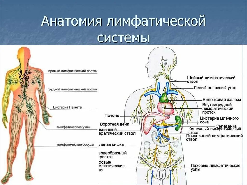 Лимфоотток в организме. Лимфатическая система человека анатомия лимфатическая система. Схема строения лимфоидной системы человека. Строение лимфатической системы человека. Лимфатическая система человека рис 61.