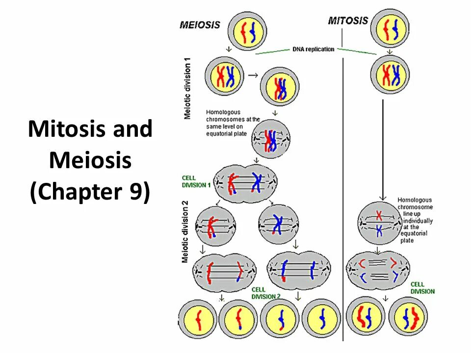 Укажите основные отличия мейоза от митоза 9. Mitosis and Meiosis. Митоз и мейоз схема с пояснениями. Схема митоза и мейоза. Митоз и мейоз таблица.