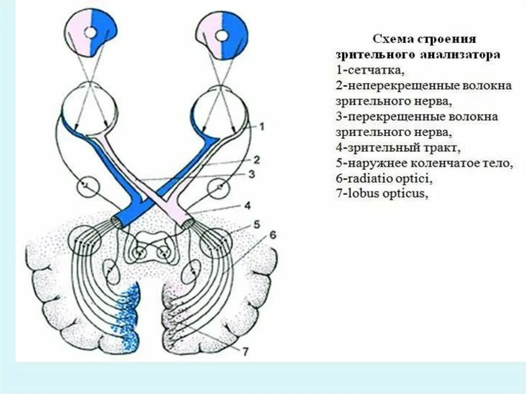 Анатомия зрительных