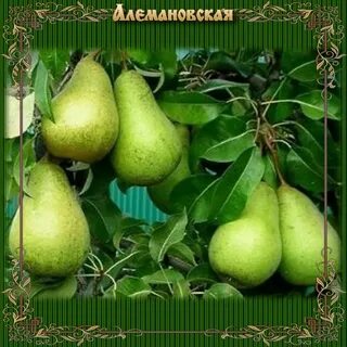 Саженцы зимней груши