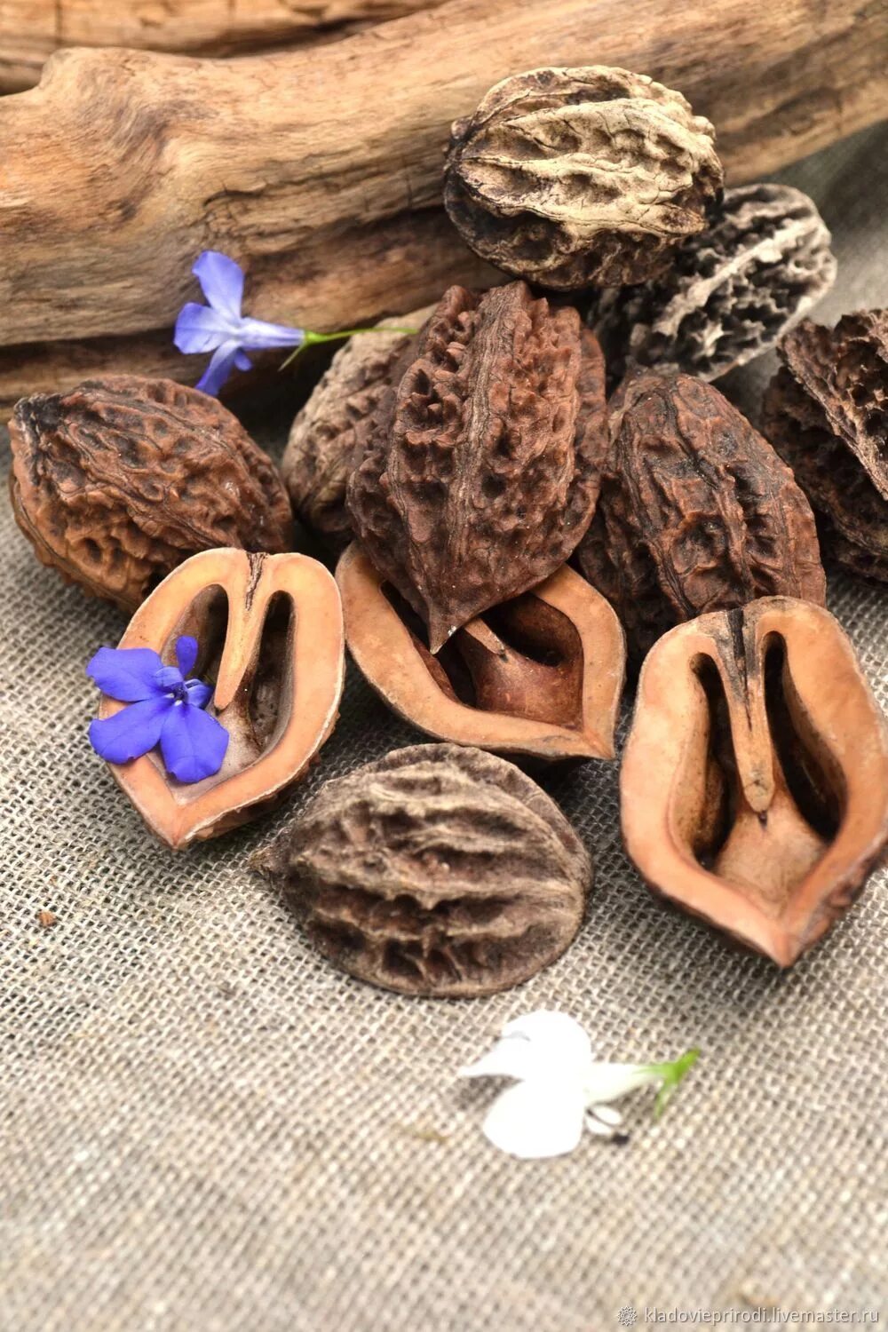 орехи маньчжурского ореха применение. орехи маньчжурского ореха применение. орехи маньчжурского ореха применение. кунгурский орех. маньчжурский орех и грецкий орех.