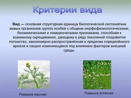 Систематика ромашки вид