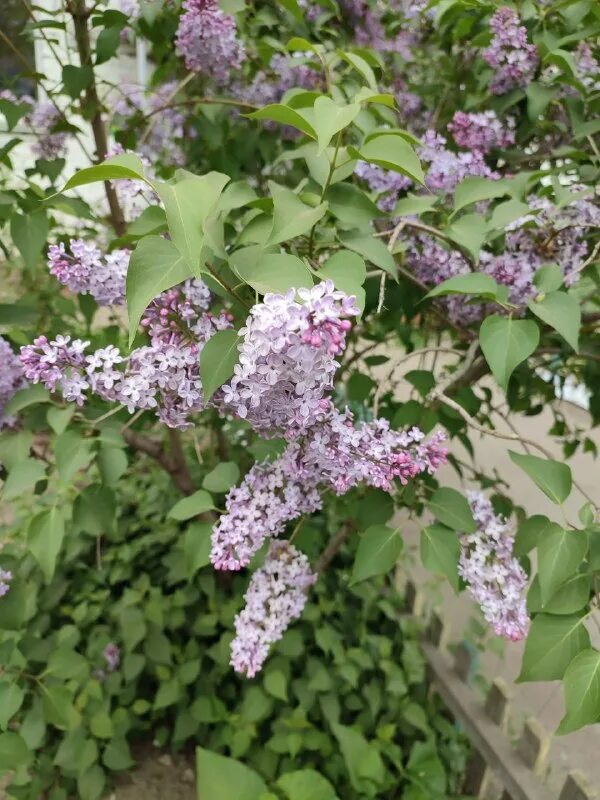 сколько растет сирень