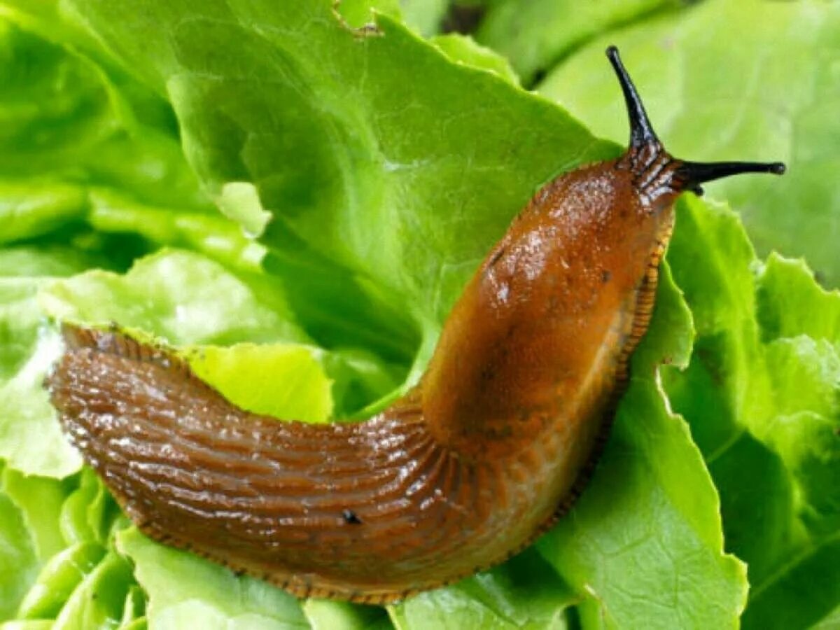 Брюхоногие моллюски слизни. Слизень близень. Selenochlamys ysbryda. Selenochlamys ysbryda. Слизень близень.