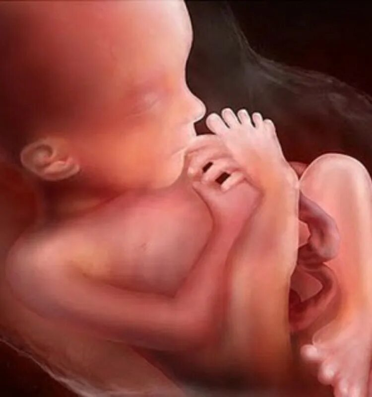 18 недель шевеление плода. Ребёнок на 18 неделе беременности. 18 Акушерская неделя беременности. Малыш в 18 акушерских недель. Плод на 18 неделе беременности.