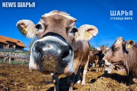Коровья ферма
