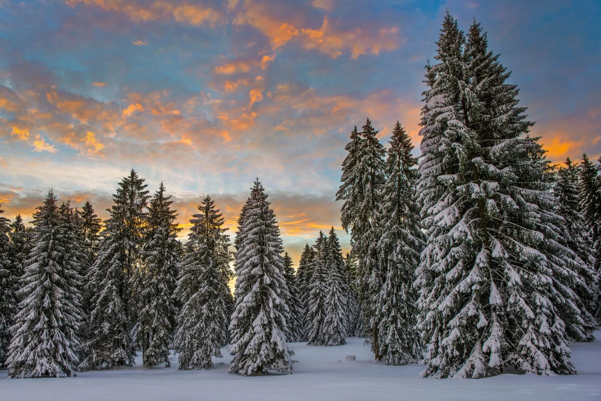 Ель в снегу. Зимний лес. Зимой в лесу. Зимний еловый лес. Хвойный лес зимой.