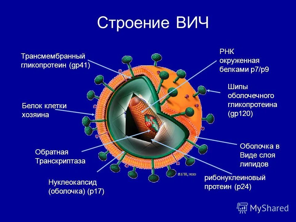 Строение вич