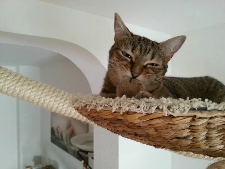 Cat playground