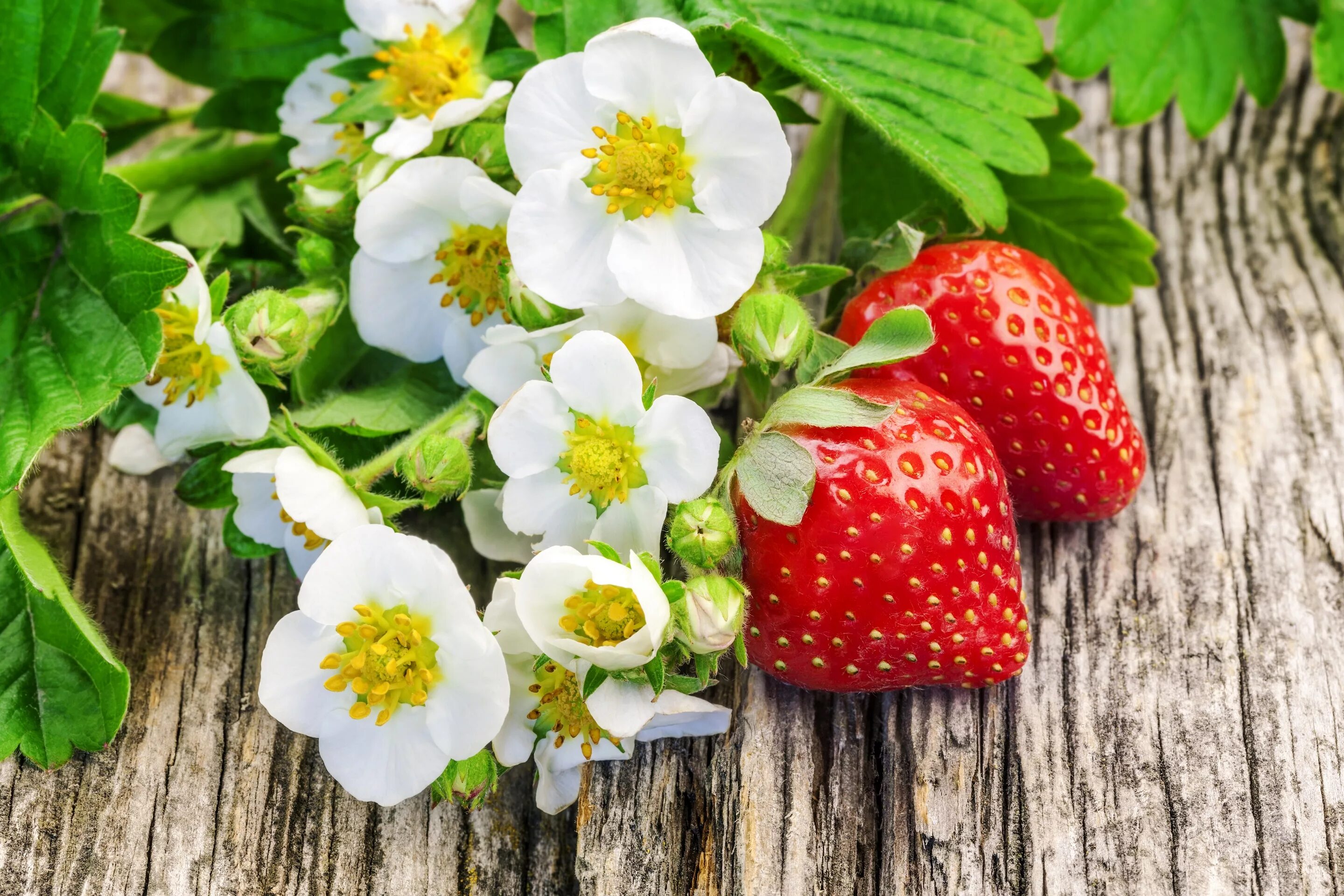 Strawberry flowers