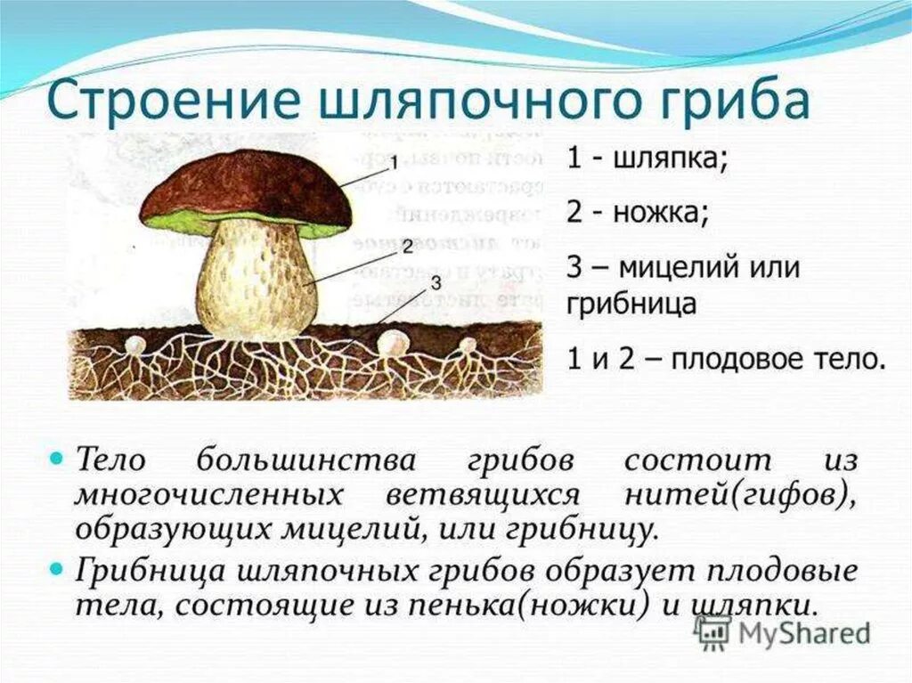 Строение грибов грибы мицелий плодовое тело. Строение шляпочного гриба 5 класс. Описание внешнего строения шляпочного гриба. Шляпочный гриб с грибницей. Мицелий шляпочных грибов