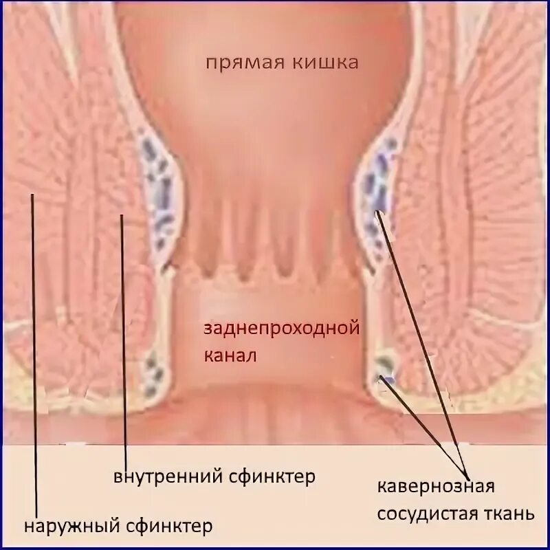 Запирательный аппарат прямой кишки. Схема строения прямой кишки сфинктер. Прямая кишка наружный и внутренний сфинктер. Грыжа запирательного отверстия. Внутренний и внешний сфинктер прямой кишки.