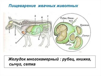 Значение жвачных