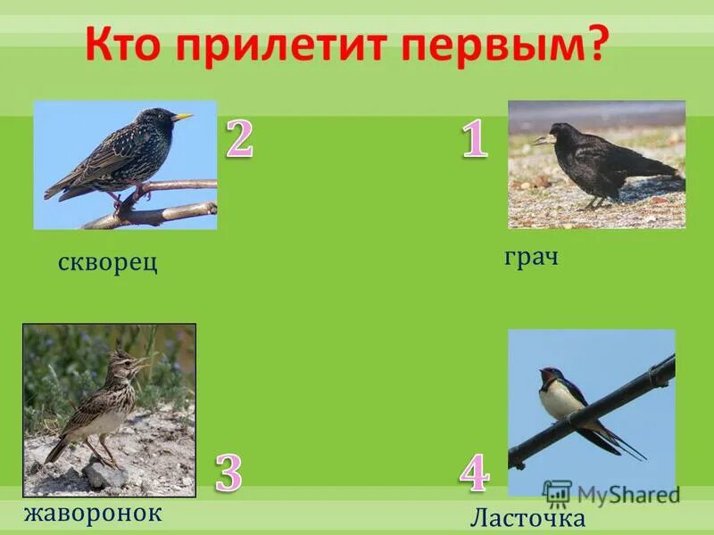 птицы прилетающие весной с названиями. скворец зяблик жаворонок трясогузка. первые птицы прилетели. скворец, жаворонок, грач отряд. грач, скворец, жаворонок, ласточка).