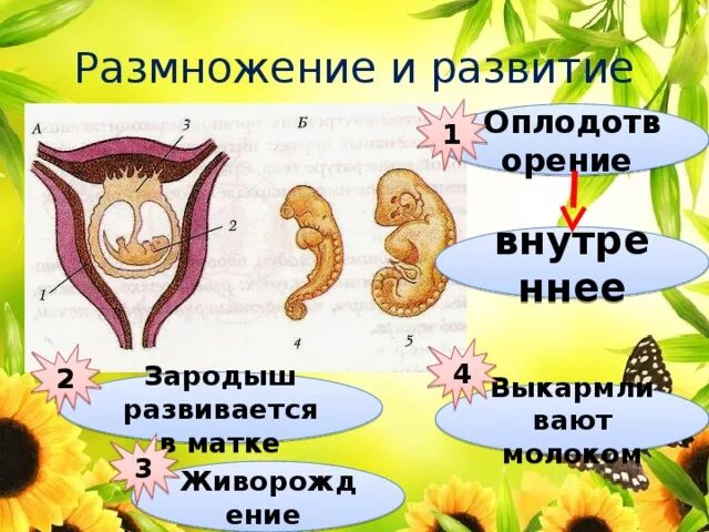 Размножение и развитие человека 8. Размножение и развитие. Как происходит размножение и развитие человека. Класс млекопитающие оплодотворение. Картинки размножение и развитие человека.