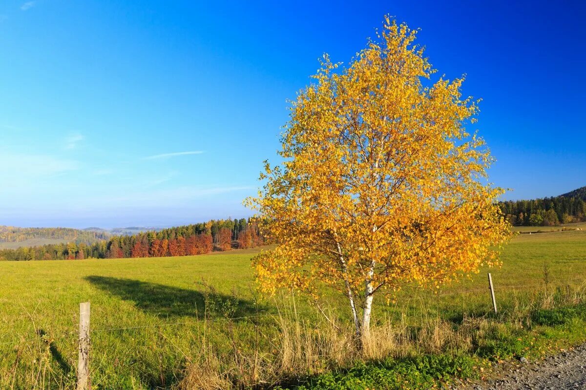 Осенняя береза. Дерево береза осень. Береза осенью. Осенняя Березка. Березка осенью.