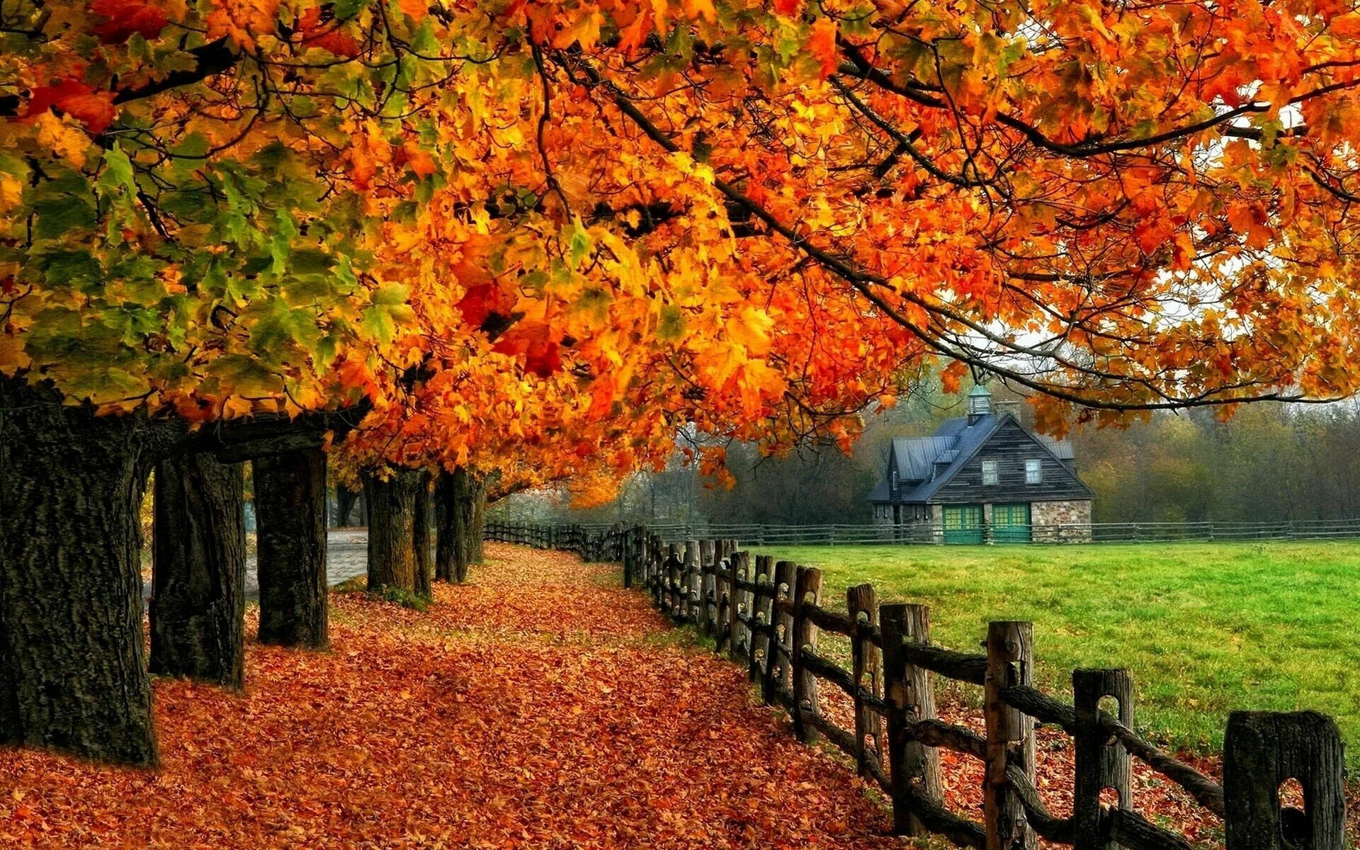 Autumn live. Autumn live