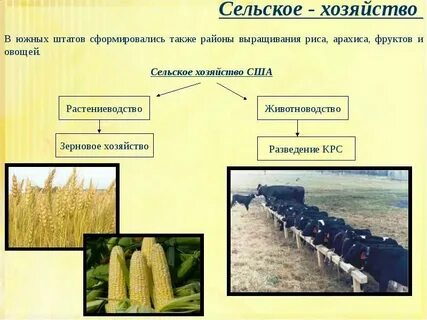 Сельское хозяйство северной америки
