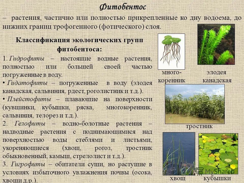 Жизненная форма 5 класс. Жизненные формы растительности. Растения разных жизненных форм. Жизненные формы водных растений. Гидрофиты примеры растений.