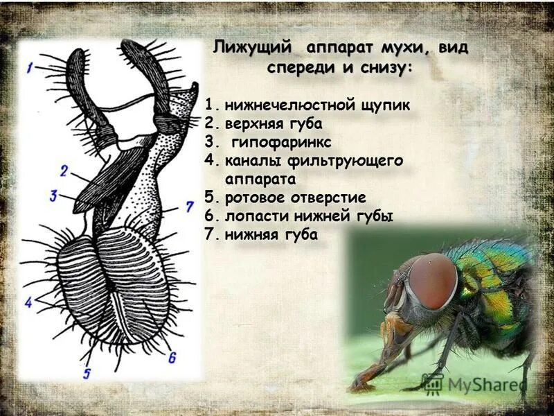 Ротовой аппарат мухи жигалки. Ротовой аппарат мухи. Мухи и тип ротовой его аппарат колюще сосущий. Строение ротового аппарата насекомых. Фильтрующий ротовой аппарат.