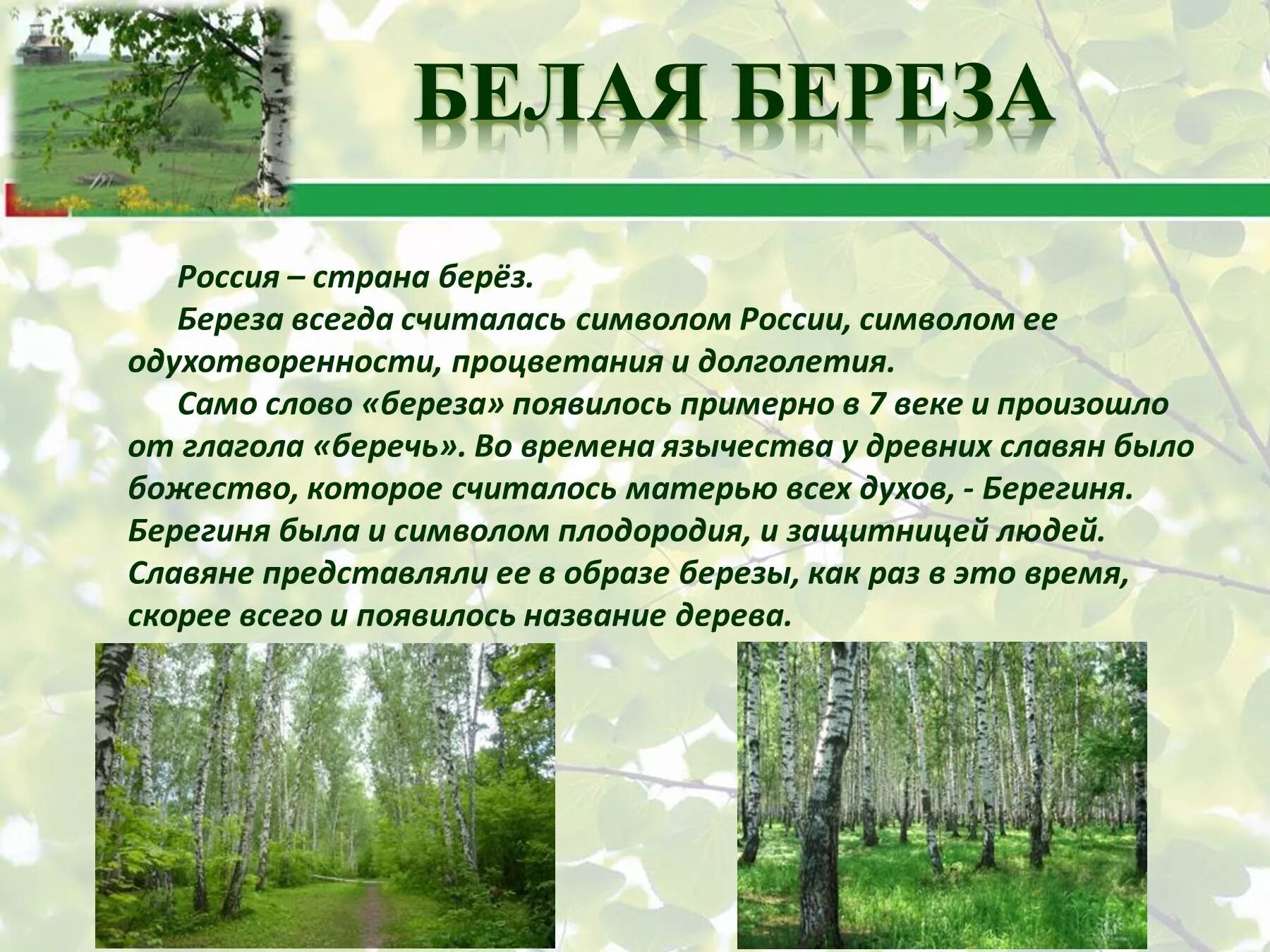 Почему березу считают. Почему березу считают