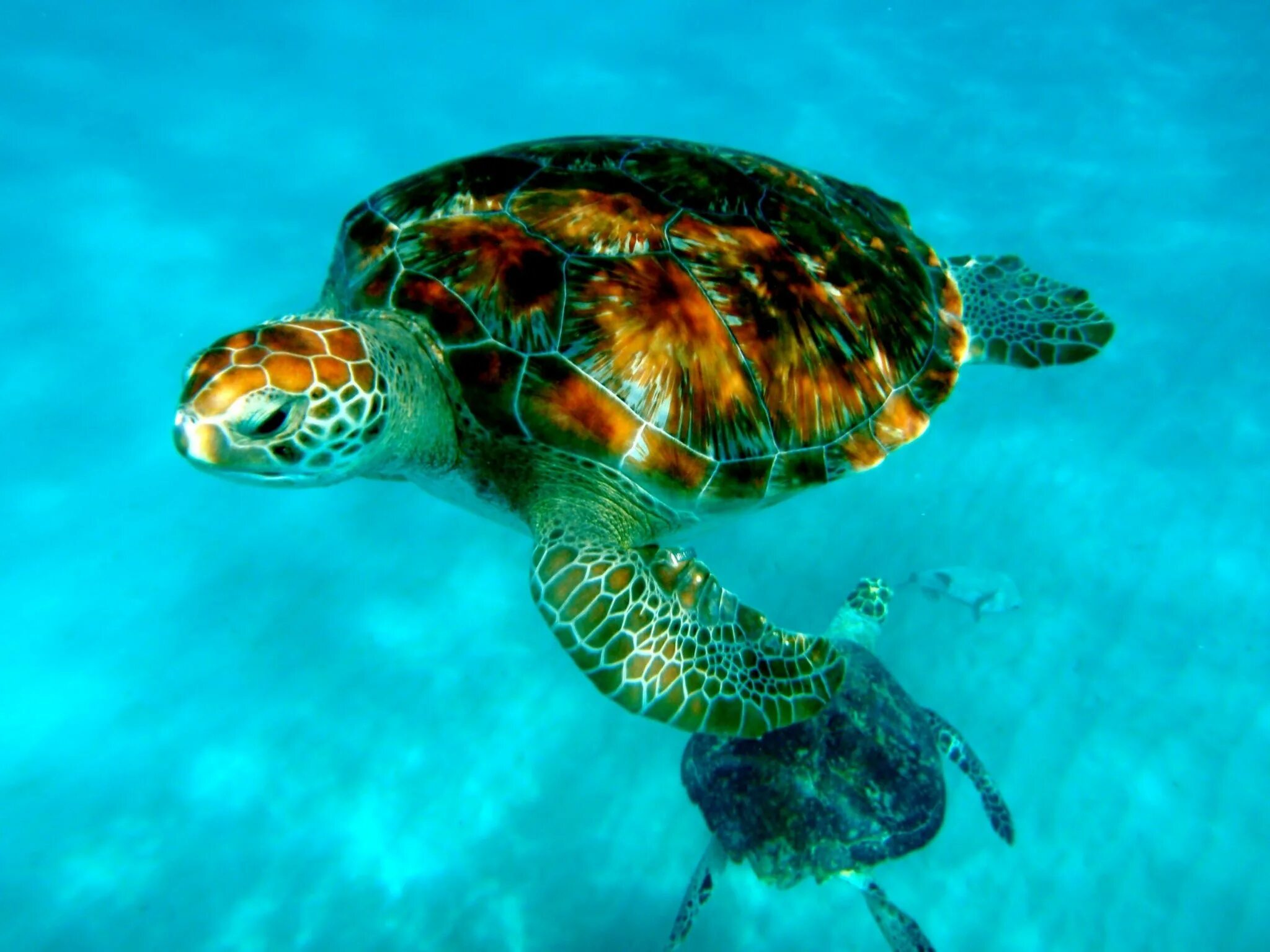 К какой группе относятся морские черепахи. Зеленая (суповая морская черепаха). Черепахи Атлантики Панама. Морская черепаха и Черепашата. Водоплавающая черепаха морская.