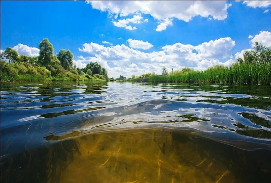 Река Вонча. Река Вонча самая чистая река. Чистые реки в Туле. Чистая вода в реке. Алей беларуси