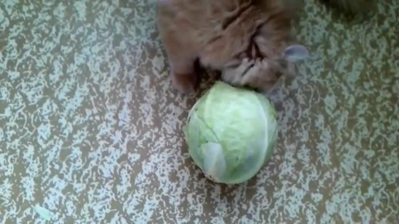 Кот в капусте. Котик в капусте. коты с капустой на голове. кот с капустным листом. кот с капустным листом на голове.