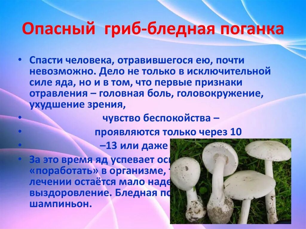 Почему грибы опасны. Опасный гриб бледная поганка. Бледная поганка ядовитые грибы 2 класс. Бледная поганка описание 2 класс окружающий мир. Бледная поганка доклад 2 класс окружающий мир.